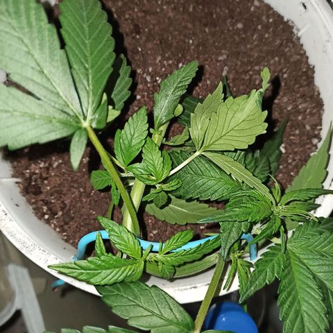 AutoBlueberry Kush 2 growlog photo: LST 