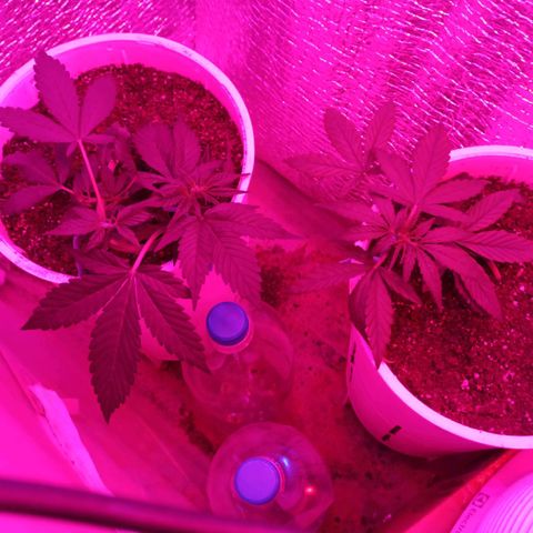 AutoBlueberry Kush 2 growlog timeline photo
