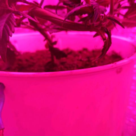 AutoBlueberry Kush 2 growlog photo: LST