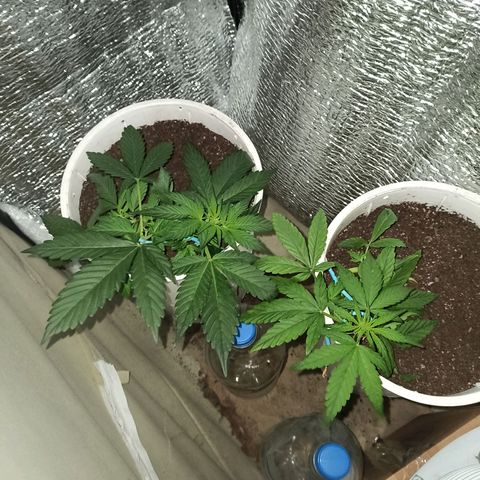 AutoBlueberry Kush 2 growlog photo: LST