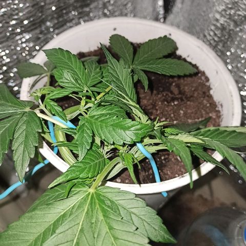 AutoBlueberry Kush 2 growlog photo: LST
24hs desde que se cortó una ramita a bbk1 