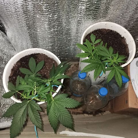 AutoBlueberry Kush 2 growlog photo: LST
24hs desde que se cortó una ramita a bbk1 