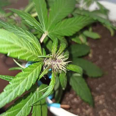 AutoBlueberry Kush 2 growlog timeline photo