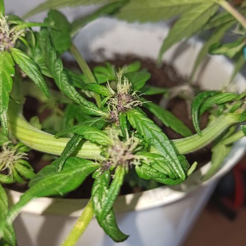 AutoBlueberry Kush 2 growlog timeline photo