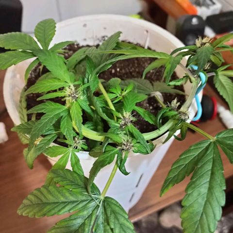 AutoBlueberry Kush 2 growlog timeline photo