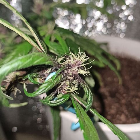 AutoBlueberry Kush 2 growlog timeline photo