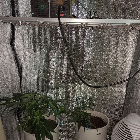 AutoBlueberry Kush 2 growlog timeline photo