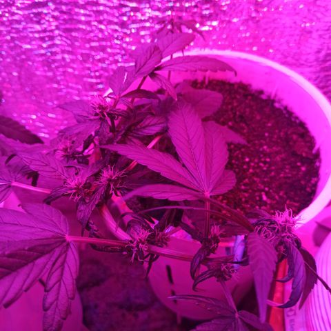 AutoBlueberry Kush 2 growlog timeline photo