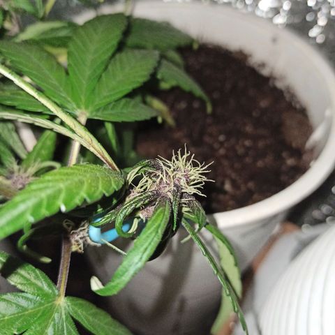 AutoBlueberry Kush 2 growlog timeline photo