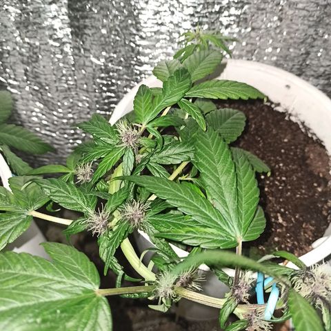 AutoBlueberry Kush 2 growlog timeline photo
