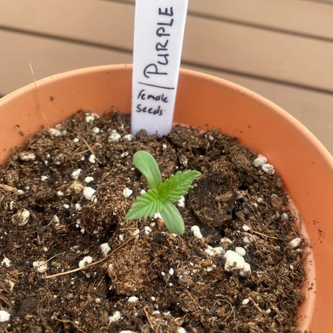 Purple Maroc #2 growlog timeline photo