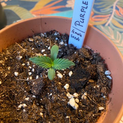Purple Maroc #2 growlog timeline photo