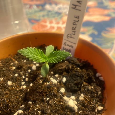 Purple Maroc #2 growlog timeline photo