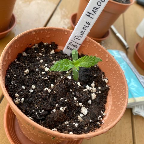 Purple Maroc #2 growlog timeline photo