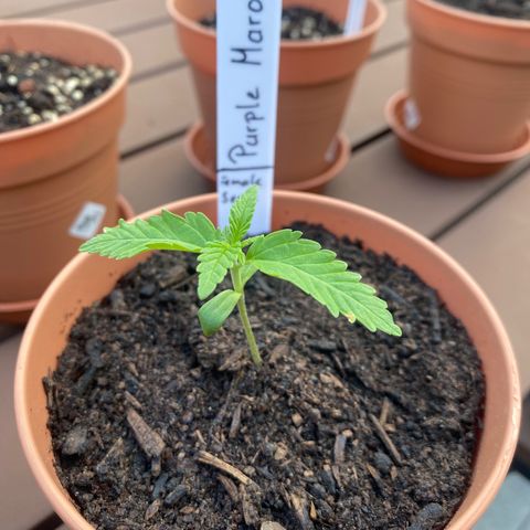 Purple Maroc #2 growlog timeline photo