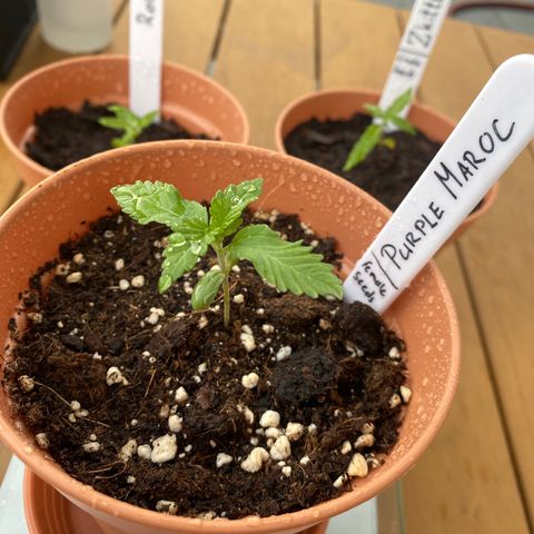 Purple Maroc #2 growlog timeline photo