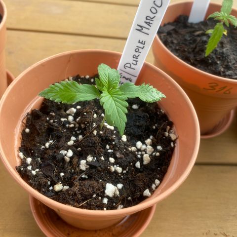 Purple Maroc #2 growlog timeline photo