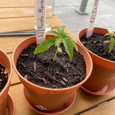 Purple Maroc #2 growlog timeline photo
