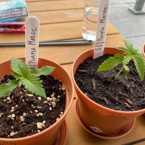 Purple Maroc #2 growlog photo: Brothers 😎