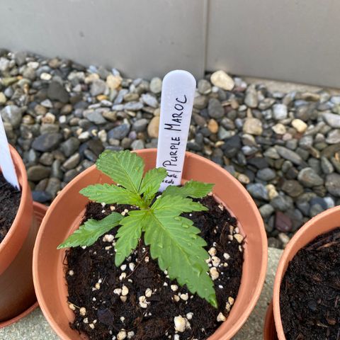 Purple Maroc #2 growlog timeline photo