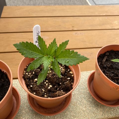 Purple Maroc #2 growlog timeline photo