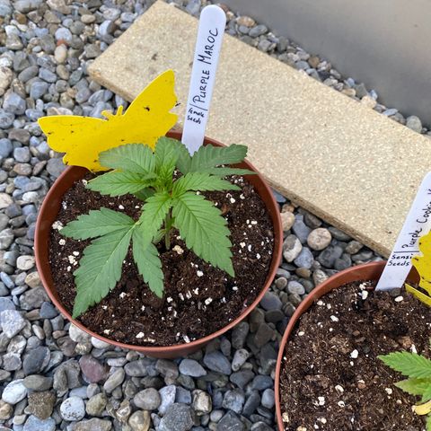 Purple Maroc #2 growlog timeline photo