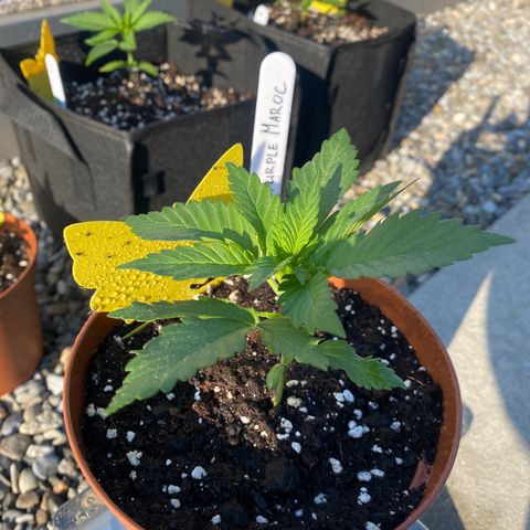 Purple Maroc #2 growlog timeline photo