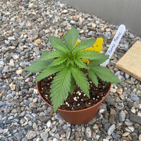 Purple Maroc #2 growlog timeline photo
