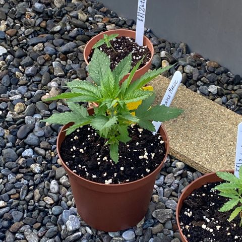 Purple Maroc #2 growlog timeline photo