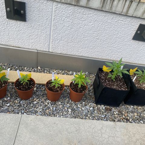 Purple Maroc #2 growlog photo: The Gang