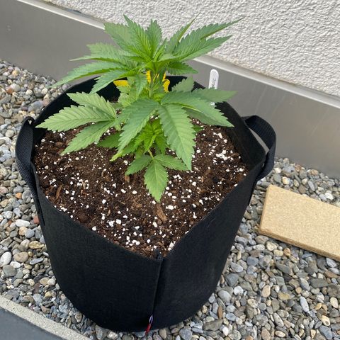 Purple Maroc #2 growlog timeline photo