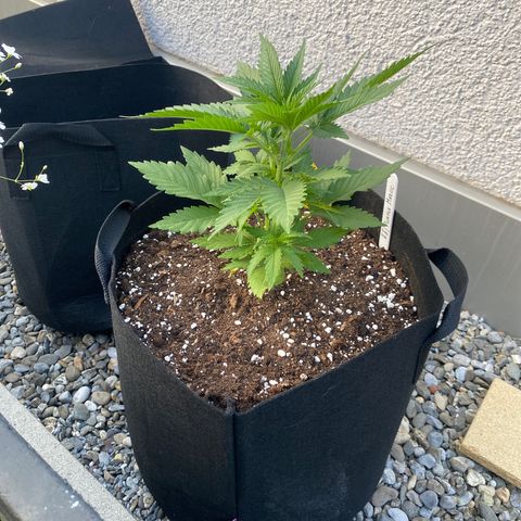 Purple Maroc #2 growlog timeline photo
