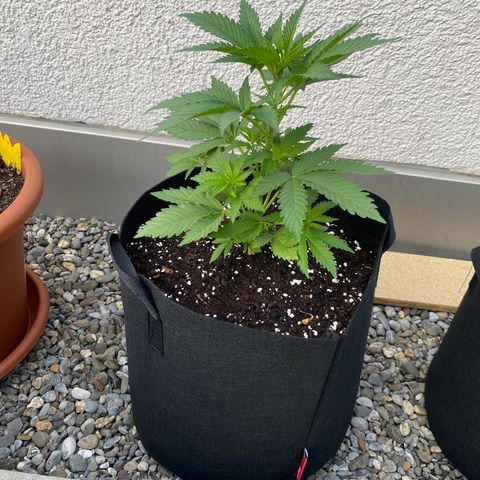 Purple Maroc #2 growlog timeline photo