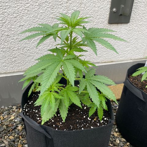 Purple Maroc #2 growlog timeline photo