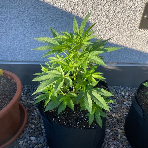 Purple Maroc #2 growlog timeline photo