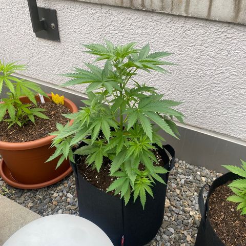 Purple Maroc #2 growlog timeline photo