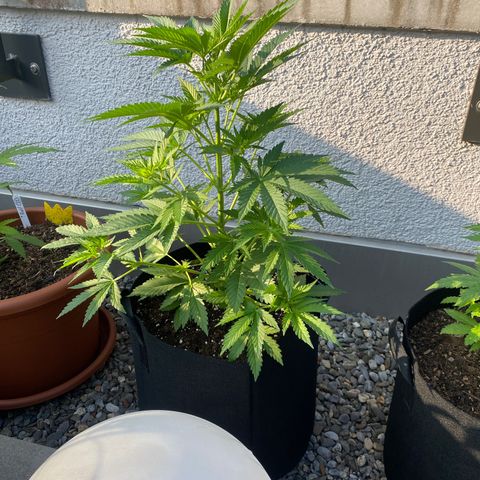 Purple Maroc #2 growlog timeline photo