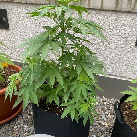 Purple Maroc #2 growlog timeline photo