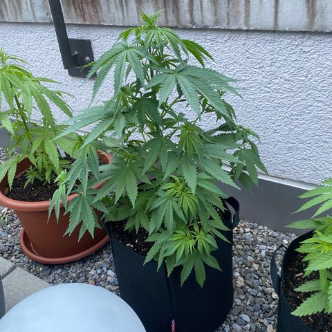 Purple Maroc #2 growlog timeline photo