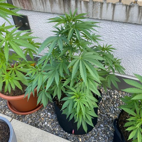 Purple Maroc #2 growlog timeline photo
