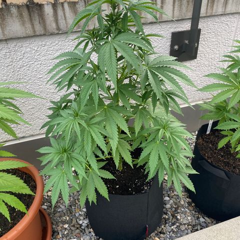 Purple Maroc #2 growlog timeline photo