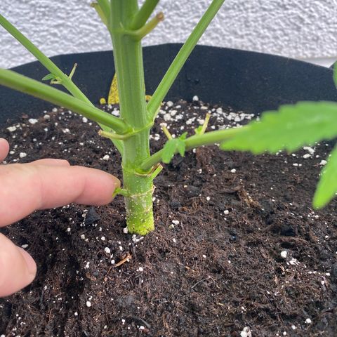 Purple Maroc #2 growlog timeline photo