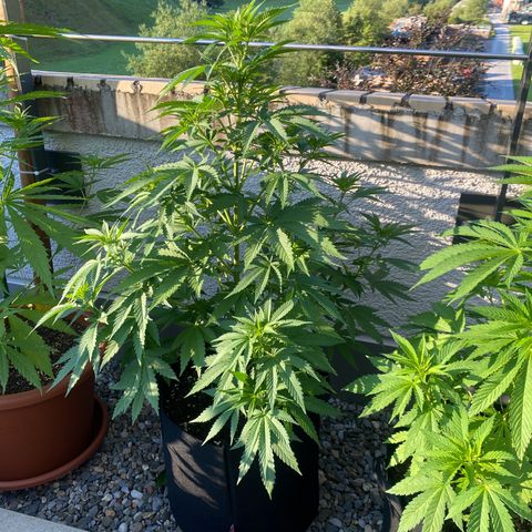Purple Maroc #2 growlog timeline photo