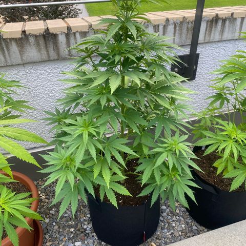 Purple Maroc #2 growlog photo: Perfekt 🥰