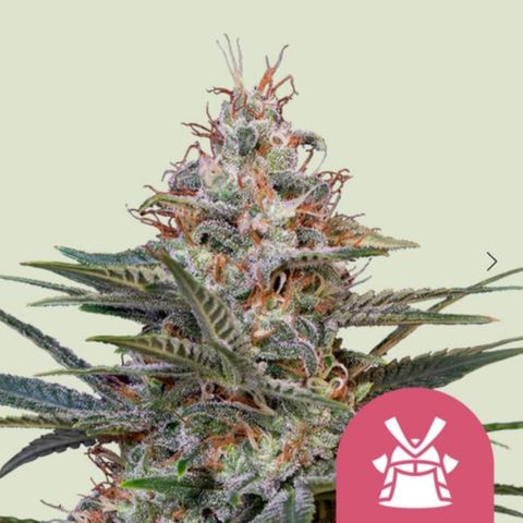Foto 1 do growlog de Shogun