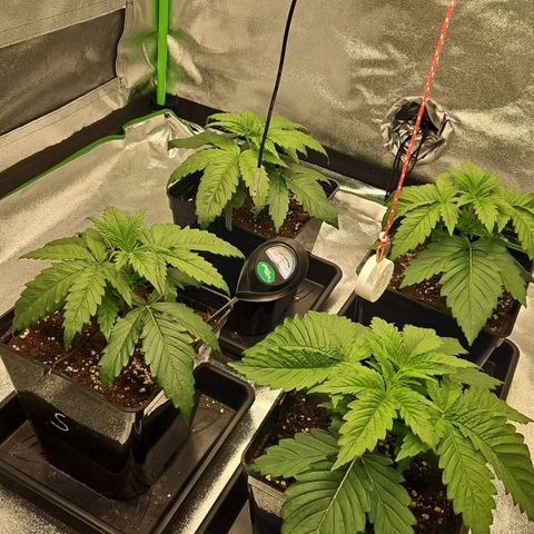Mimosa growlog timeline photo