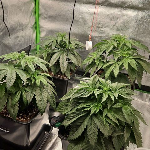 Mimosa growlog timeline photo