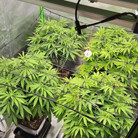 Mimosa growlog timeline photo