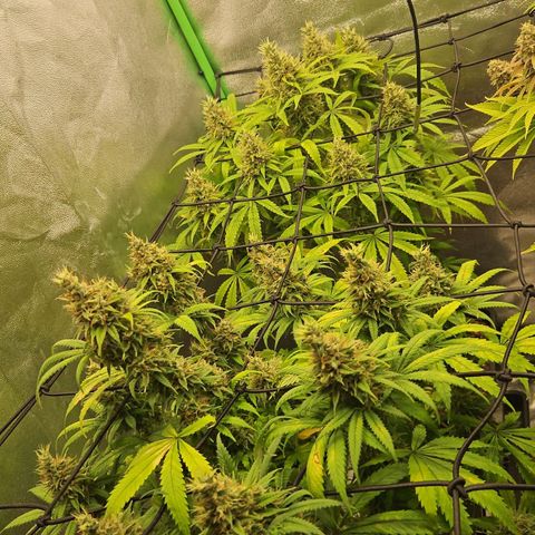 Shogun growlog timeline photo