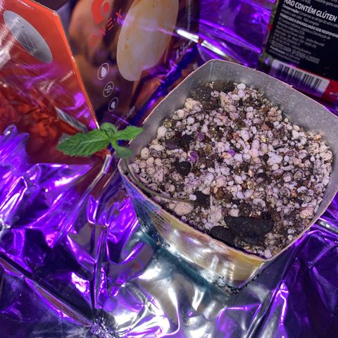 Prenseed growlog timeline photo
